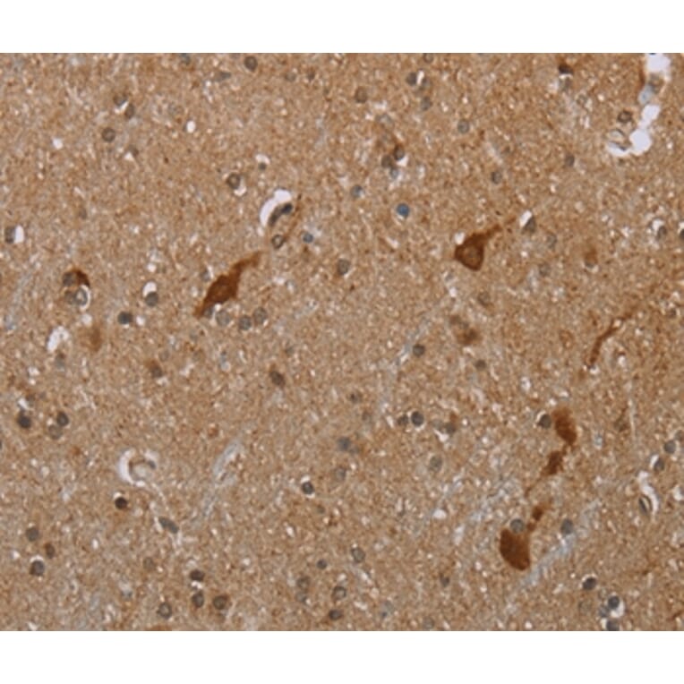 Immunohistochemistry - CASP8AP2 Antibody from Signalway Antibody (37574) - Antibodies.com