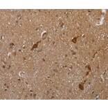 Immunohistochemistry - CASP8AP2 Antibody from Signalway Antibody (37574) - Antibodies.com