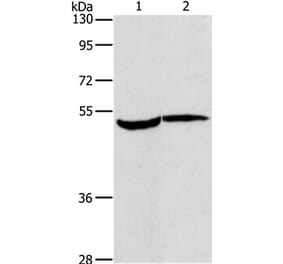 MAPKAPK2 Antibody from Signalway Antibody (37715) - Antibodies.com
