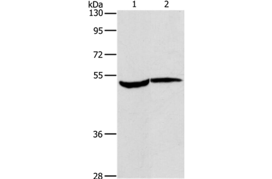 MAPKAPK2 Antibody from Signalway Antibody (37715) - Antibodies.com