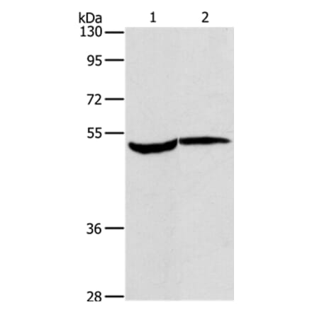 MAPKAPK2 Antibody from Signalway Antibody (37715) - Antibodies.com