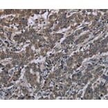 Immunohistochemistry - MAPKAPK2 Antibody from Signalway Antibody (37715) - Antibodies.com