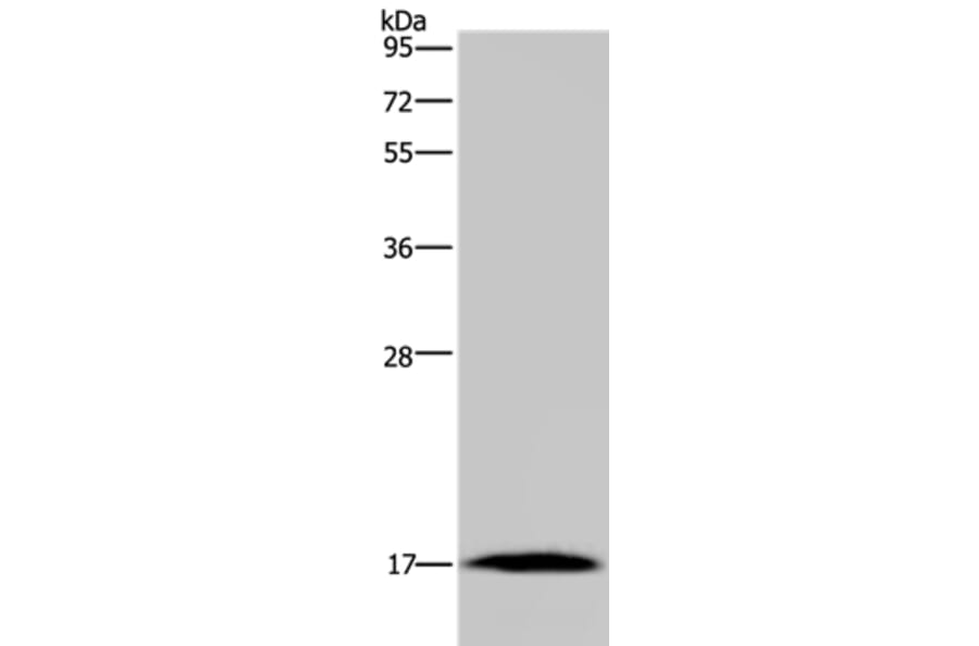 MARVELD1 Antibody from Signalway Antibody (37717) - Antibodies.com