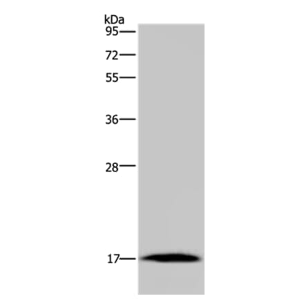 MARVELD1 Antibody from Signalway Antibody (37717) - Antibodies.com