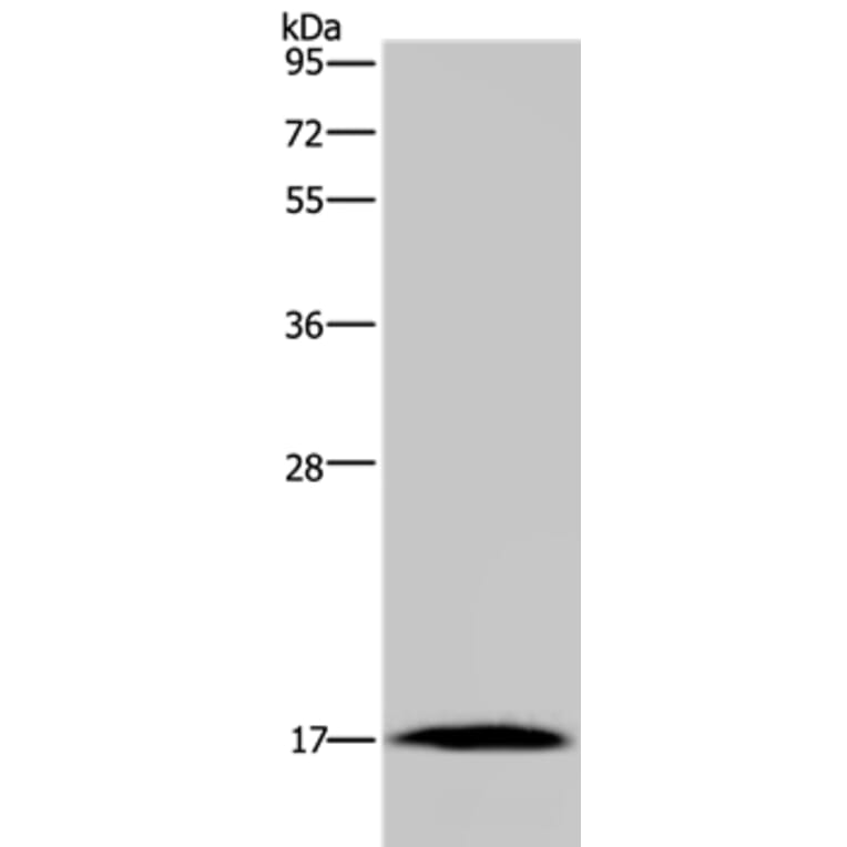 MARVELD1 Antibody from Signalway Antibody (37717) - Antibodies.com
