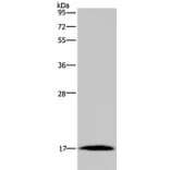 MARVELD1 Antibody from Signalway Antibody (37717) - Antibodies.com
