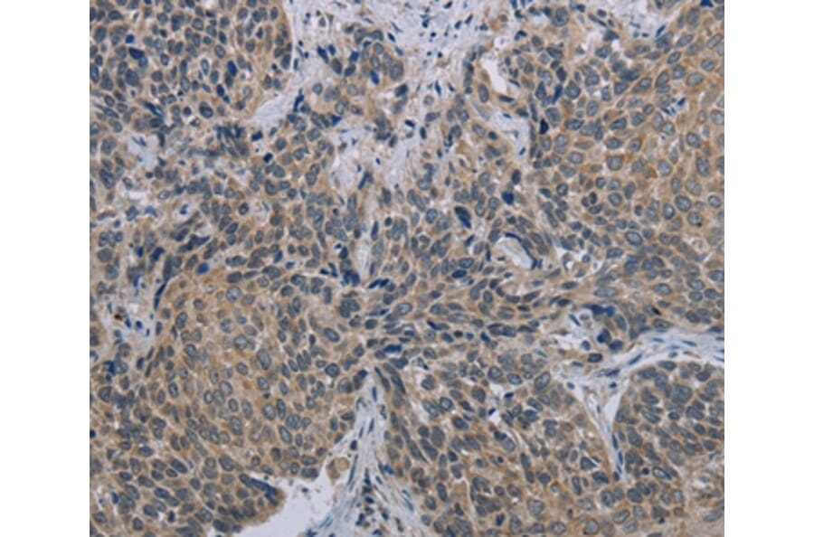 Immunohistochemistry - MARVELD1 Antibody from Signalway Antibody (37717) - Antibodies.com
