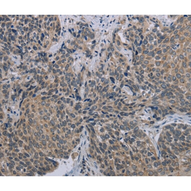 Immunohistochemistry - MARVELD1 Antibody from Signalway Antibody (37717) - Antibodies.com