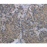 Immunohistochemistry - MARVELD1 Antibody from Signalway Antibody (37717) - Antibodies.com