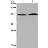 SLC22A12 Antibody from Signalway Antibody (37780) - Antibodies.com