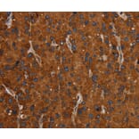 Immunohistochemistry - SLC22A12 Antibody from Signalway Antibody (37780) - Antibodies.com