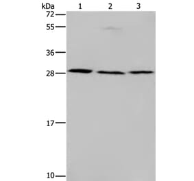 TP53INP1 Antibody from Signalway Antibody (37790) - Antibodies.com
