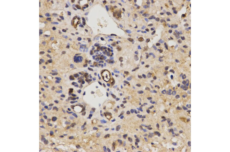 Immunohistochemistry - FAM160B2 antibody from Signalway Antibody (38631) - Antibodies.com