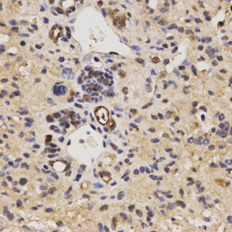 Immunohistochemistry - FAM160B2 antibody from Signalway Antibody (38631) - Antibodies.com