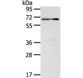 SIGLEC12 Antibody from Signalway Antibody (40105) - Antibodies.com