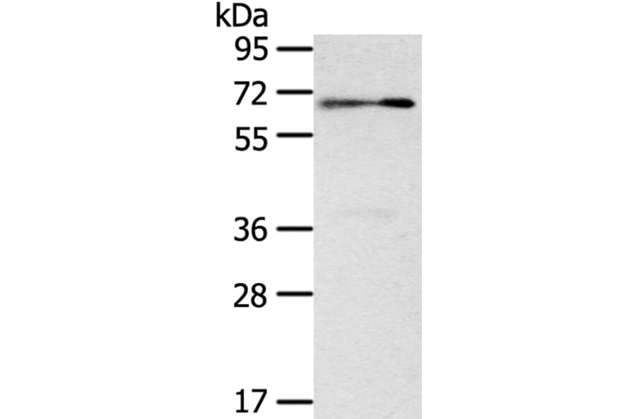 SIGLEC12 Antibody from Signalway Antibody (40105) - Antibodies.com