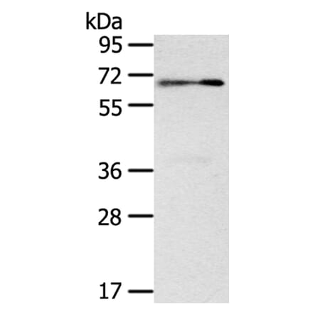 SIGLEC12 Antibody from Signalway Antibody (40105) - Antibodies.com