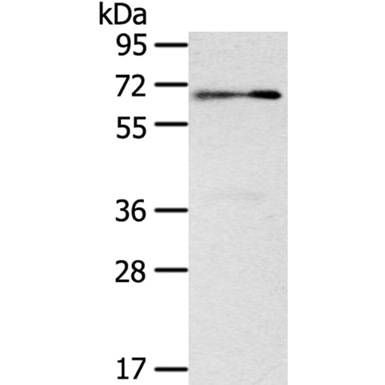 SIGLEC12 Antibody from Signalway Antibody (40105) - Antibodies.com