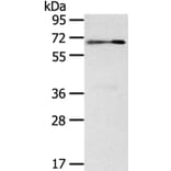 SIGLEC12 Antibody from Signalway Antibody (40105) - Antibodies.com