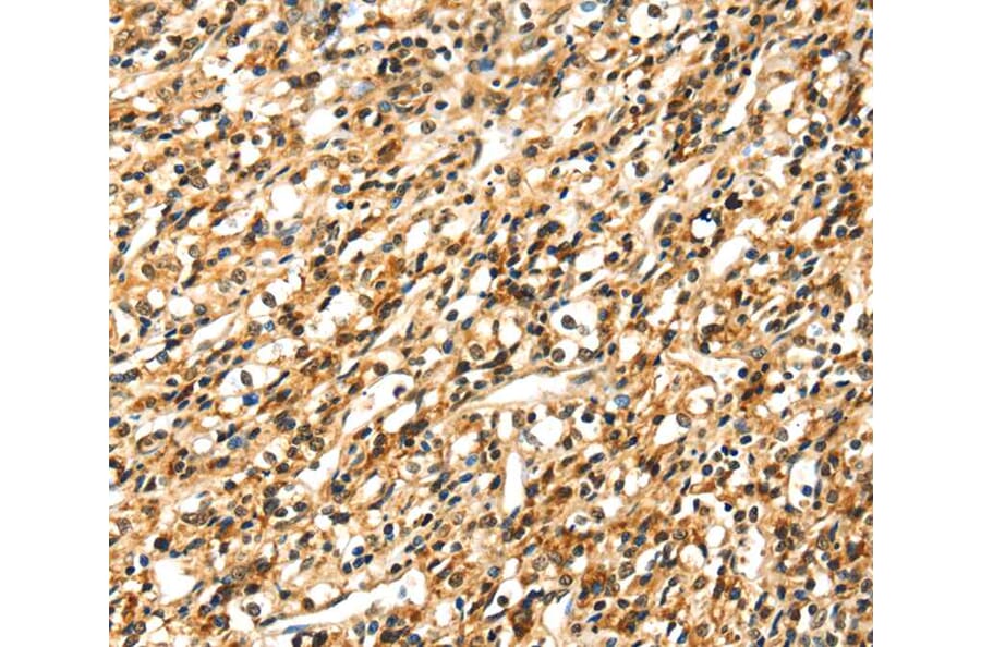 Immunohistochemistry - SIGLEC12 Antibody from Signalway Antibody (40105) - Antibodies.com