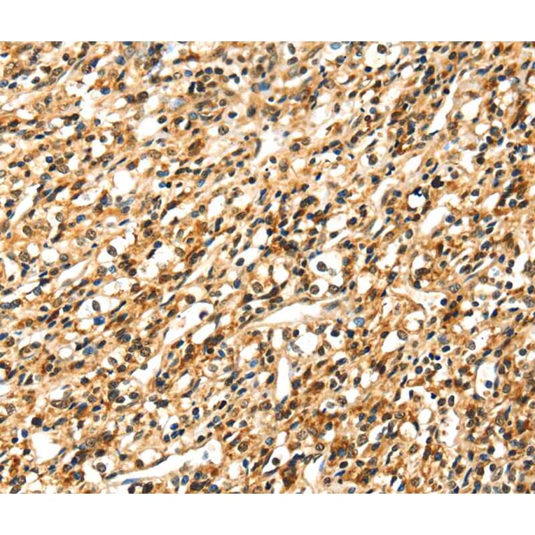 Immunohistochemistry - SIGLEC12 Antibody from Signalway Antibody (40105) - Antibodies.com