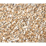 Immunohistochemistry - SIGLEC12 Antibody from Signalway Antibody (40105) - Antibodies.com