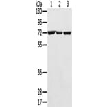 SLC25A13 Antibody from Signalway Antibody (42757) - Antibodies.com