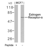 Western blot - Estrogen Receptor-a (Ab-106) Antibody from Signalway Antibody (21066) - Antibodies.com