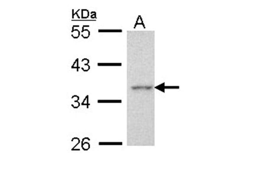 Apoptosis-enhancing nuclease antibody from Signalway Antibody (22725) - Antibodies.com