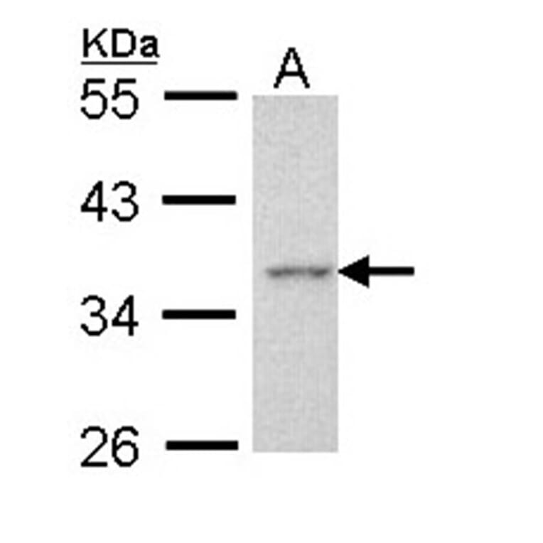 Apoptosis-enhancing nuclease antibody from Signalway Antibody (22725) - Antibodies.com