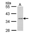 Apoptosis-enhancing nuclease antibody from Signalway Antibody (22725) - Antibodies.com