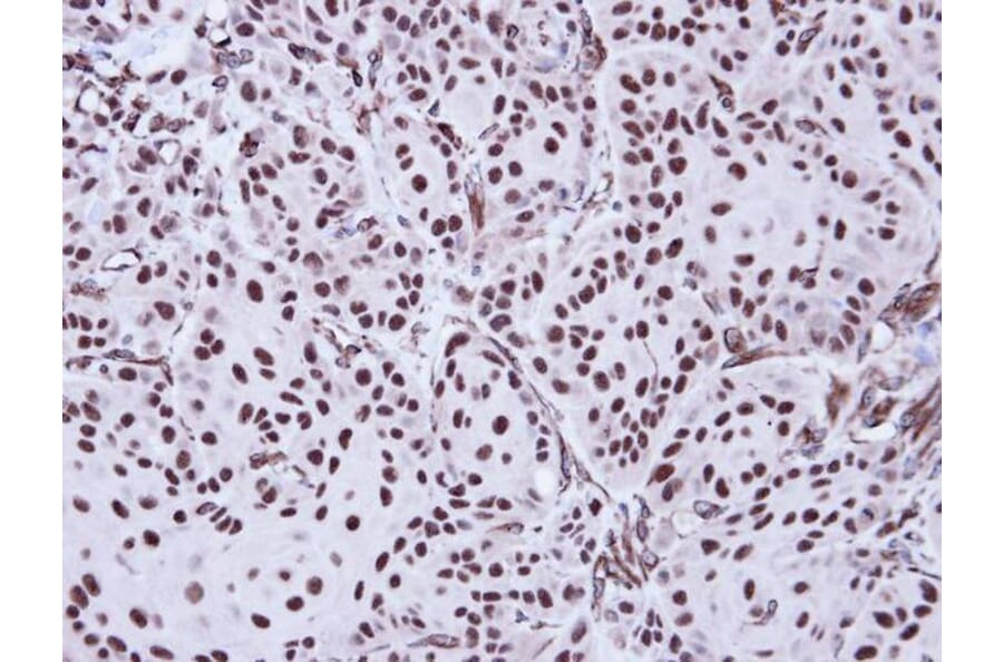 Immunohistochemistry - Apoptosis-enhancing nuclease antibody from Signalway Antibody (22725) - Antibodies.com