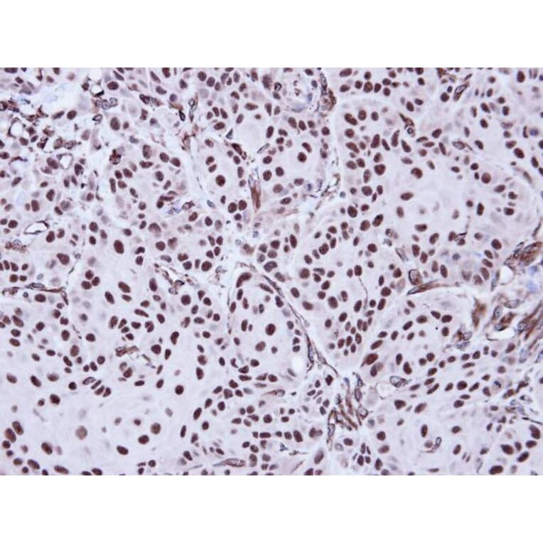 Immunohistochemistry - Apoptosis-enhancing nuclease antibody from Signalway Antibody (22725) - Antibodies.com