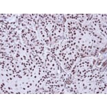 Immunohistochemistry - Apoptosis-enhancing nuclease antibody from Signalway Antibody (22725) - Antibodies.com