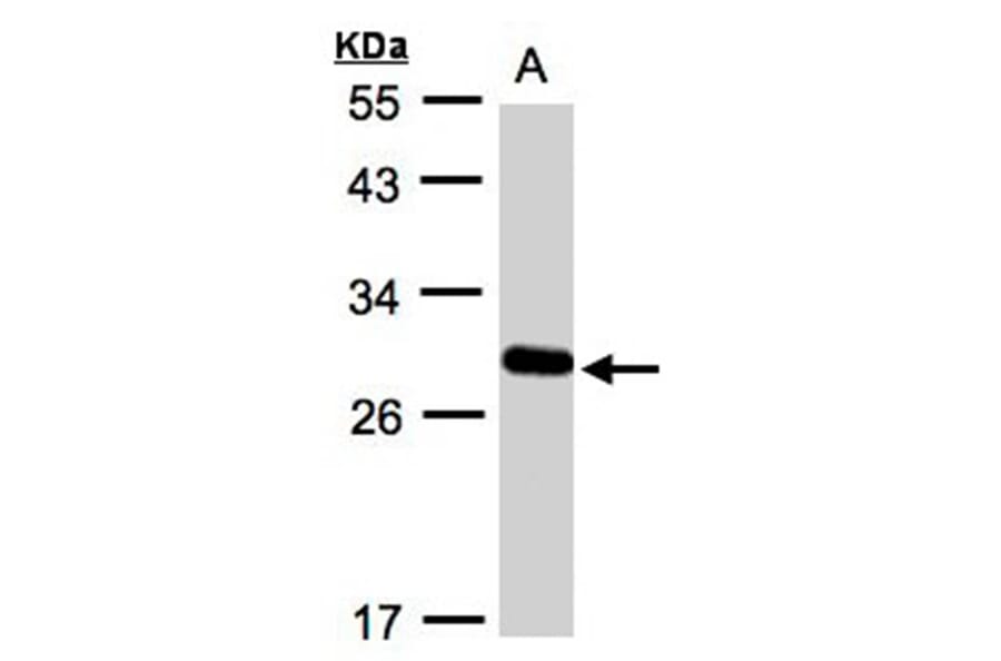 Yip1 domain family, member 4 antibody from Signalway Antibody (23158) - Antibodies.com