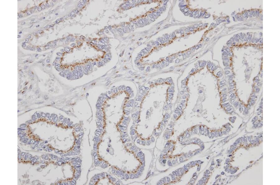 Immunohistochemistry - Yip1 domain family, member 4 antibody from Signalway Antibody (23158) - Antibodies.com