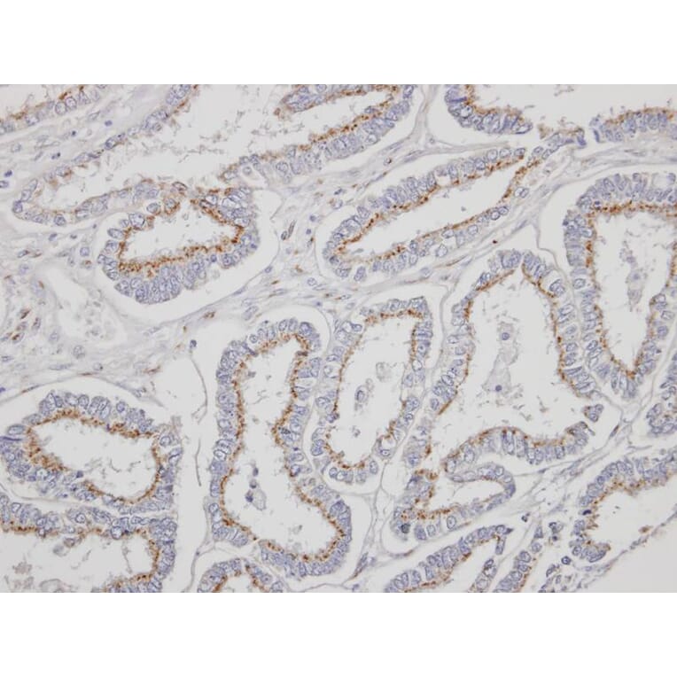 Immunohistochemistry - Yip1 domain family, member 4 antibody from Signalway Antibody (23158) - Antibodies.com