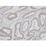 Immunohistochemistry - Yip1 domain family, member 4 antibody from Signalway Antibody (23158) - Antibodies.com