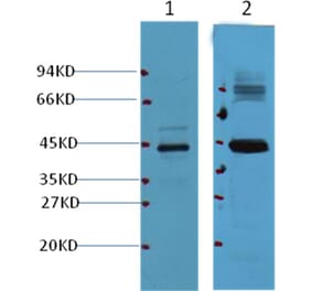 Western blot - AMACR/P504S Mouse Monoclonal Antibody from Signalway Antibody (37999) - Antibodies.com