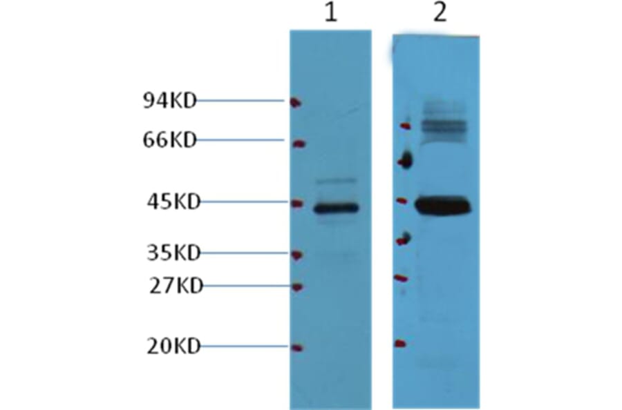 Western blot - AMACR/P504S Mouse Monoclonal Antibody from Signalway Antibody (37999) - Antibodies.com