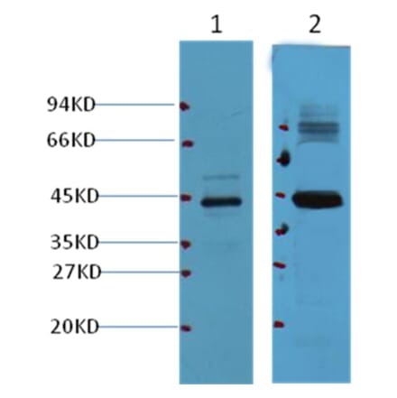Western blot - AMACR/P504S Mouse Monoclonal Antibody from Signalway Antibody (37999) - Antibodies.com