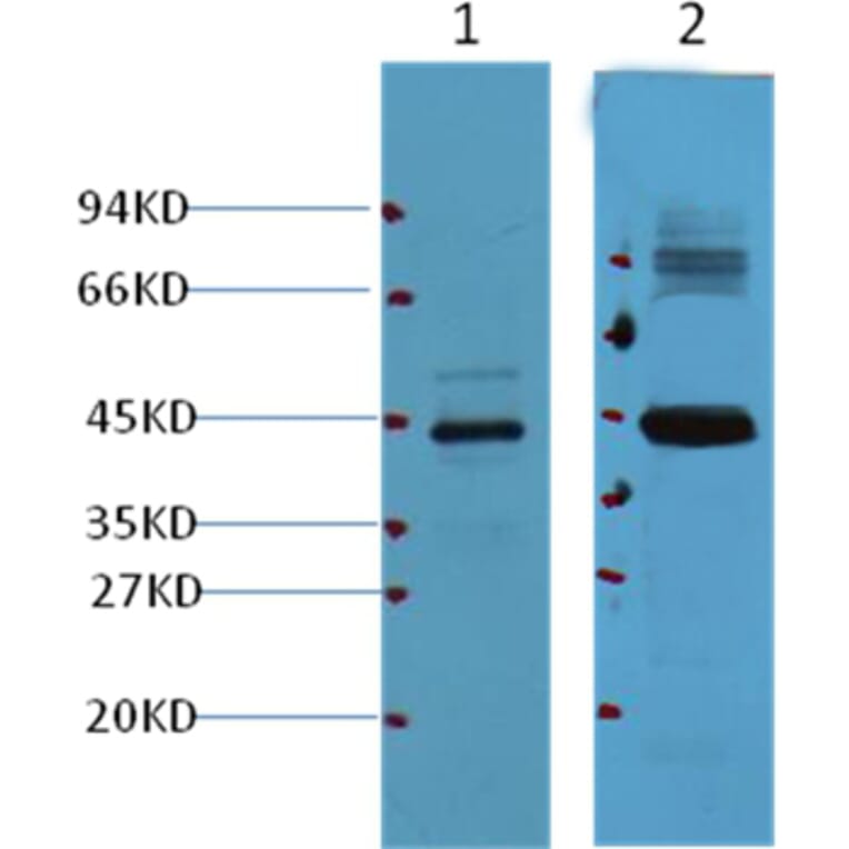 Western blot - AMACR/P504S Mouse Monoclonal Antibody from Signalway Antibody (37999) - Antibodies.com