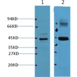 Western blot - AMACR/P504S Mouse Monoclonal Antibody from Signalway Antibody (37999) - Antibodies.com