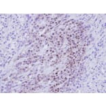 Immunohistochemistry - RBMY1A1 antibody from Signalway Antibody (22011) - Antibodies.com
