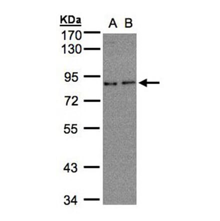 ZYG11BL antibody from Signalway Antibody (22107) - Antibodies.com