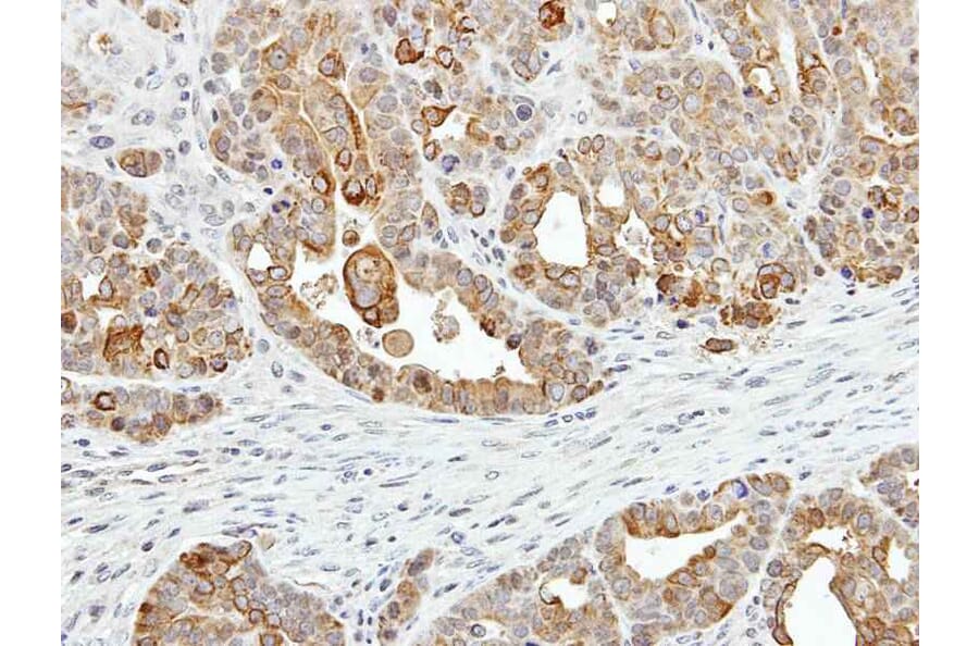 Immunohistochemistry - ZYG11BL antibody from Signalway Antibody (22107) - Antibodies.com