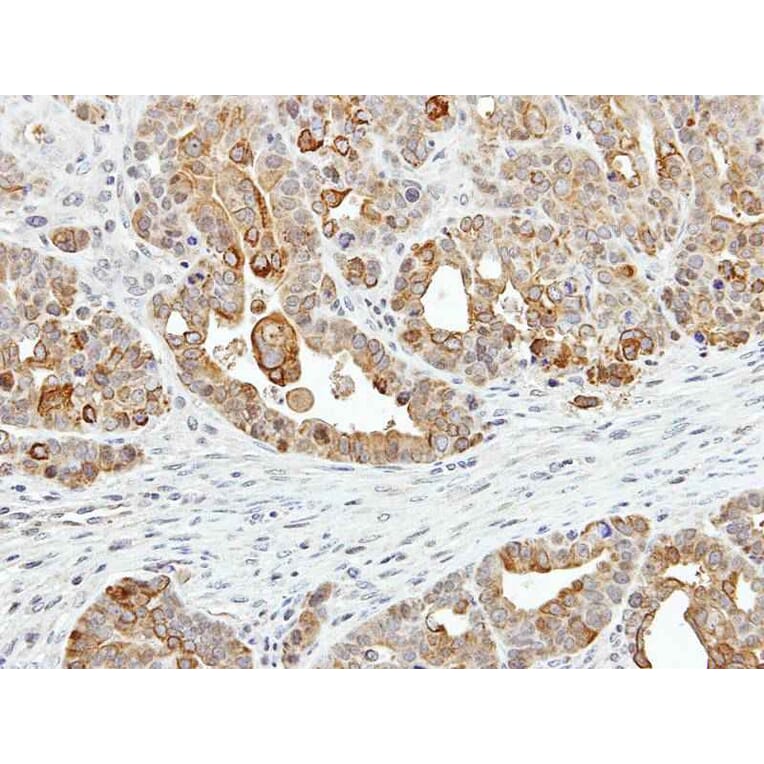 Immunohistochemistry - ZYG11BL antibody from Signalway Antibody (22107) - Antibodies.com