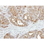 Immunohistochemistry - ZYG11BL antibody from Signalway Antibody (22107) - Antibodies.com