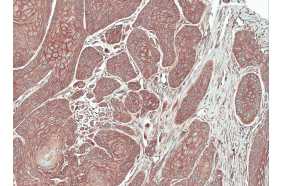 Immunohistochemistry - FGFR-5 antibody from Signalway Antibody (22119) - Antibodies.com