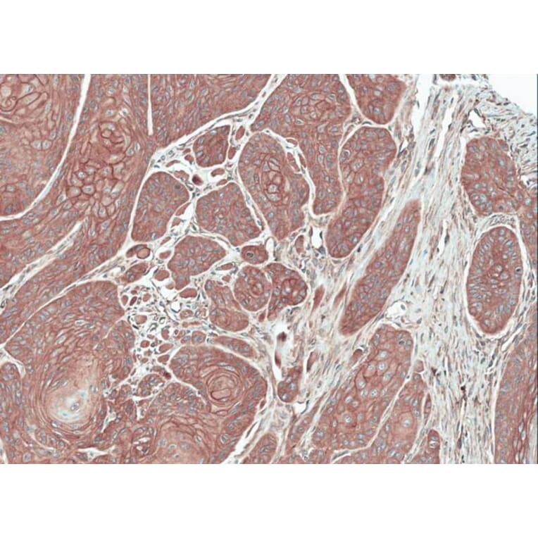 Immunohistochemistry - FGFR-5 antibody from Signalway Antibody (22119) - Antibodies.com